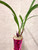 Cymbidium ensifolium Hong Cao Hong He | Purple Foliage | SapphireChild Orchids