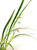 Cymbidium ensifolium Hua Mu Lan 花木蘭 example flowering plant Cymbidium ensifolium Hua Mu Lan 花木蘭 example flowering plant