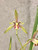 Cymbidium ensifolium Hua Mu Lan 花木蘭 example flower photo Cymbidium ensifolium Hua Mu Lan 花木蘭 example flower photo