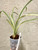 Cymbidium ensifolium Hua Mu Lan 花木蘭 example of plants for sale in 3.5" pots Cymbidium ensifolium Hua Mu Lan 花木蘭 example of plants for sale in 3.5" pots