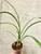 Cymbidium ensifolium Hua Mu Lan 花木蘭 example of plants for sale in 3" pots Cymbidium ensifolium Hua Mu Lan 花木蘭 example of plants for sale in 3" pots