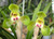 Cymbidium goeringii Da Tuan Yuan 大團圓 example flower photo Cymbidium goeringii Da Tuan Yuan 大團圓 example flower photo