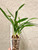 Cymbidium goeringii Da Tuan Yuan 大團圓 example of plants for sale Cymbidium goeringii Da Tuan Yuan 大團圓 example of plants for sale