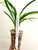 Cymbidium goeringii Da Tuan Yuan 大團圓 example of plants for sale Cymbidium goeringii Da Tuan Yuan 大團圓 example of plants for sale