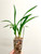 Cymbidium goeringii Da Tuan Yuan 大團圓 example of plants for sale Cymbidium goeringii Da Tuan Yuan 大團圓 example of plants for sale