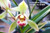 Cymbidium goeringii Cai Yun He 彩雲荷 - Colorful cloud lotus - example flower photo Cymbidium goeringii Cai Yun He 彩雲荷 - Colorful cloud lotus - example flower photo