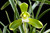 Cymbidium goeringii Tian Cao 天草 example flower photo Cymbidium goeringii Tian Cao 天草 example flower photo