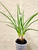 Cymbidium goeringii Tian Cao 天草 example of plants for sale in 3.5 inch pots Cymbidium goeringii Tian Cao 天草 example of plants for sale in 3.5 inch pots