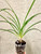 Cymbidium goeringii Tian Cao 天草 example of plants for sale in 3 inch pots Cymbidium goeringii Tian Cao 天草 example of plants for sale in 3 inch pots
