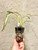 Cymbidium goeringii Chun Lan Zhong Tou 春蘭中透 example of plants for sale Cymbidium goeringii Chun Lan Zhong Tou 春蘭中透 example of plants for sale