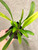 Masdevallia cocapatae example of plants for sale