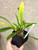 Masdevallia cocapatae example of plants for sale