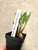 Charity Auction | Dendrobium kingianum ssp carnarvonense | SapphireChild Orchids