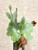 Platycerium grande narrow example of plants for sale