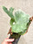 Platycerium grande narrow example of plants for sale
