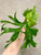 Platycerium Mt. Kitshakood examples of plants for sale
