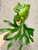 Platycerium Mt. Kitshakood examples of plants for sale