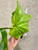 Platycerium Mt. Kitshakood examples of plants for sale