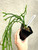 Huperzia coralia 'Dragon Necklace' example of plants for sale