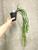 Huperzia coralia 'Dragon Necklace' example of plants for sale