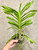 Vanda brunnea large blooming size plant, example of plants for sale