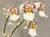 Odontocidium Parquet 'Uptown Girl' example flower photo