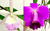 example flower photo showing the parents of this cross: Walter August (left) x pumila (right)