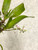 Saccolabiopsis pusilla example photo