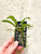 Saccolabiopsis pusilla example photo