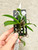 Saccolabiopsis pusilla example of plants for sale