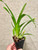 Wilsonara Eye Candy 'Pinky' | SapphireChild Orchids