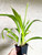 Wilsonara Eye Candy 'Pinky' | SapphireChild Orchids