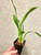 Wilsonara Joe Vanilla 'First Out' | SapphireChild Orchids