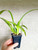 Wilsonara Joe Vanilla 'First Out' | SapphireChild Orchids