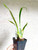 Odontocidium Rex's Luck 'Firefly'  | SapphireChild Orchids
