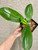 Phalaenopsis tetraspis f. livida 'Faerie's Little Sister' example of plants for sale