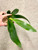 Phalaenopsis tetraspis f. alba example of plants for sale