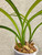 Cymbidium ensifolium Feng example of plants for sale