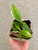 Example of plants for sale; image shows community pot with two seedlings