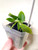 Example of plants for sale; image shows community pot with two seedlings