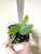 Example of plants for sale; image shows community pot with two seedlings