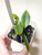 Example of plants for sale; image shows community pot with two seedlings