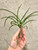 Paravanda Athena Von Fox (V. falcata x Paraphalaenopsis labukensis) example of plants for sale