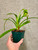 Paphiopedilum hirsutissimum album example of plants for sale
