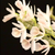 example flower photo