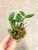Dendrobium moniliforme Shoudai 昭代 example of plants for sale