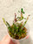 Dendrobium moniliforme Yuuten 幽天 example of plants for sale