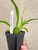 Oncostele Everglades Elegance  ‘Nancy Lee’ HCC/AOS example of plants for sale