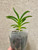 Vandoglossum Furuse (Vanda falcata x Holcoglossum pumilum) example of plants for sale