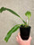 Coelogyne xyrekes plant for sale